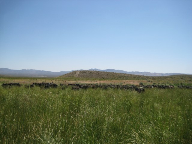 Ah, the beautiful sight of a tall, grassy meadow with cows and desert in the background. It doesn't get much prettier than this, unless it's a new full-flower carved Tip's saddle, my baby's smile or my wedding ring. 