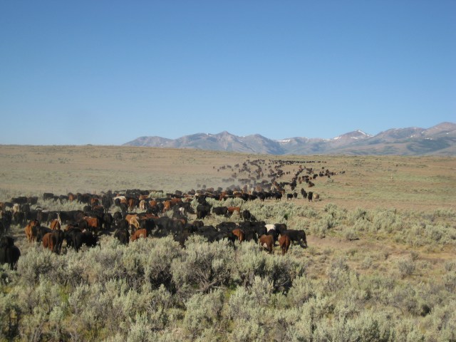 When gathering this many yearlings in country this big, each cowboy needs to gather his own circle, stay out of his neighbor's, but be ready to go help the guy next to him when he needs it. 