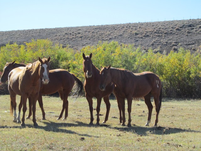 Two of our good geldings - Bob on the far left and Teaks, the PX horse, with his ears laid back. I kind of love that grumpy guy. Shorty is not in the picture, because he was chewing on the baby's stroller looking for grain. He's so standoffish it's ridiculous.