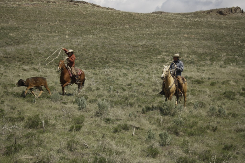 You gotta kick up into position when roping with the wolves. They're looking for blood - or at least the chance to knock your loop out of the air. 