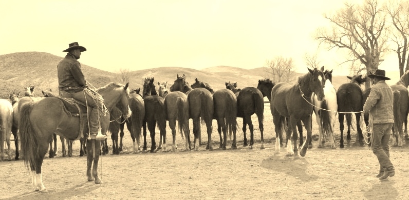 IMG_0706 (1024x582) (796x390)