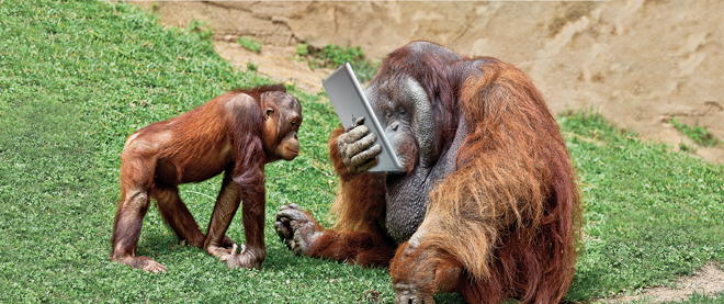 My Primate-Level Tech Skills – Jolyn Young
